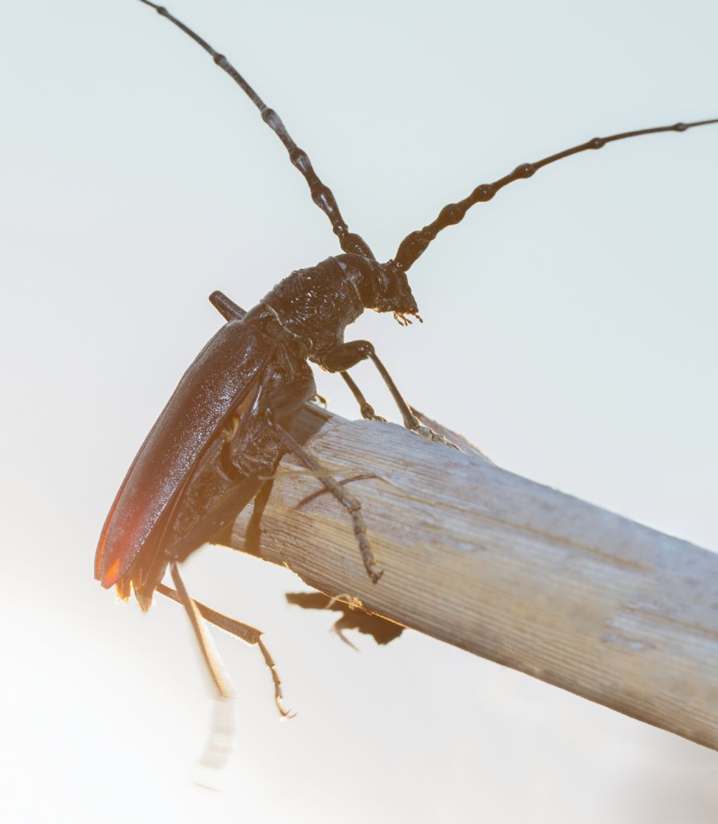 Cerambycidae: Cerambyx cerdo